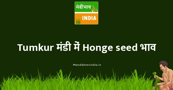 Honge seed भाव